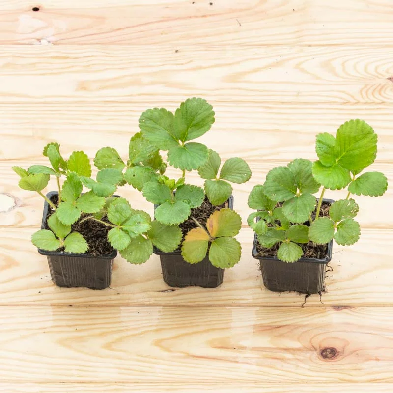 Strawberry plants - Strawberry Cijosée 3 organic plants