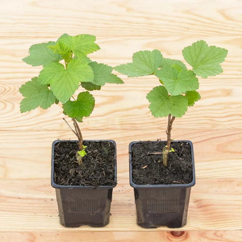 Currants - Blackcurrant "Bigno" 2 organic plants