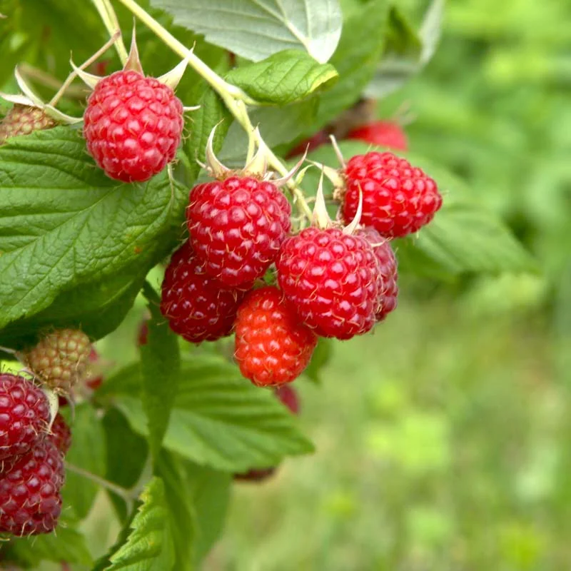 Plants de Framboisiers & mûriers - Framboisiers remontants "Augustred" 2 plants bio