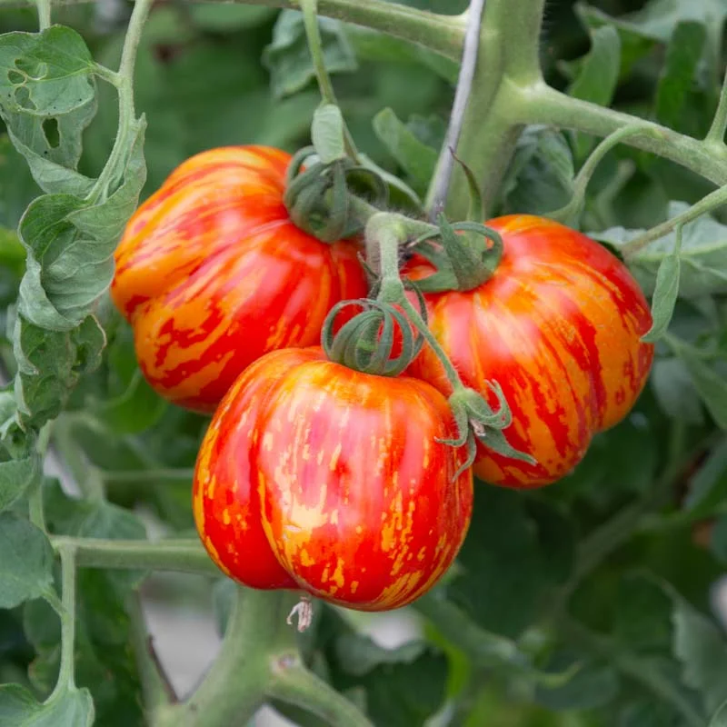 Tomatoes - New Shirmer Stook