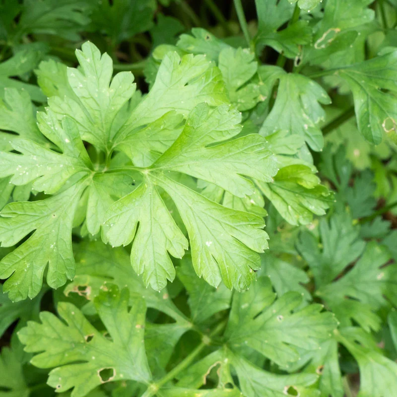 Parsley - Italian Giant