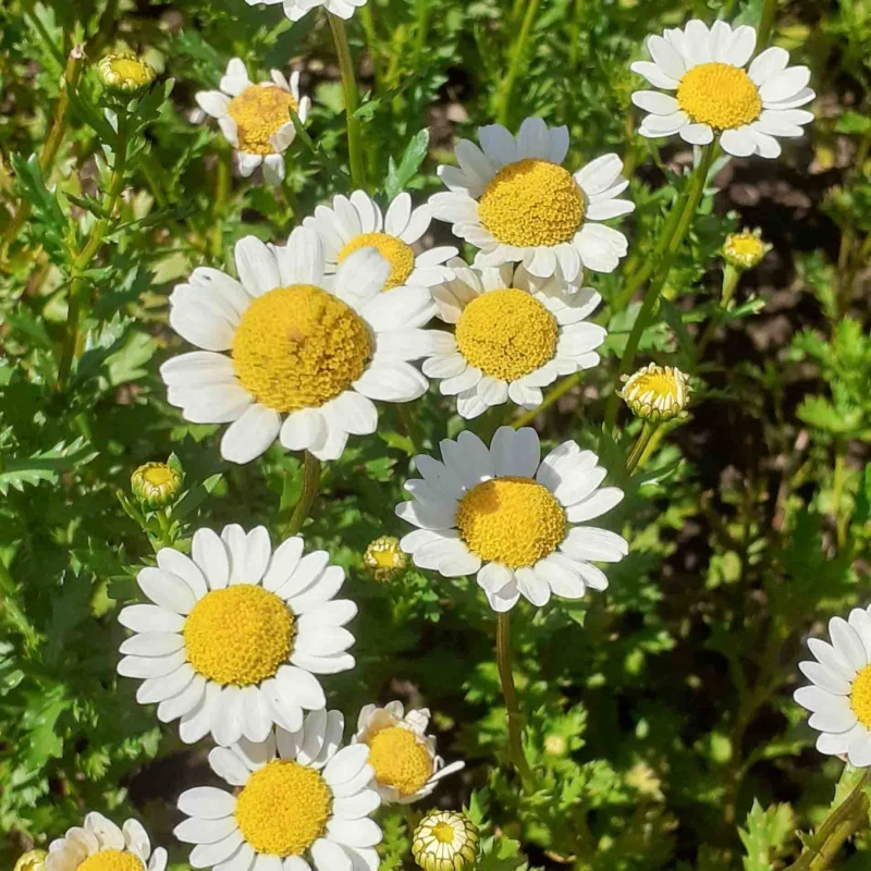 Pyrethrum - Tanacetum cinerariifolium