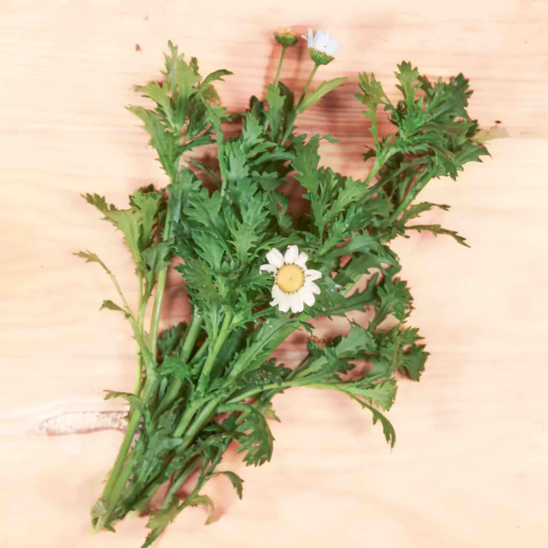 Pyrethrum - Tanacetum cinerariifolium