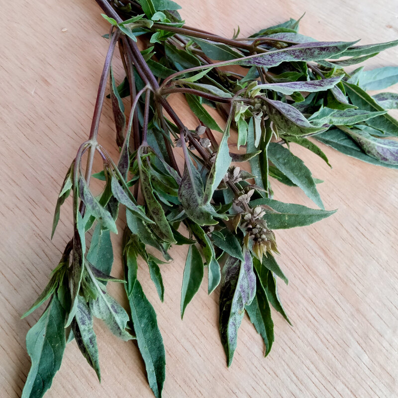 Basil and Tulsis - New Guinea