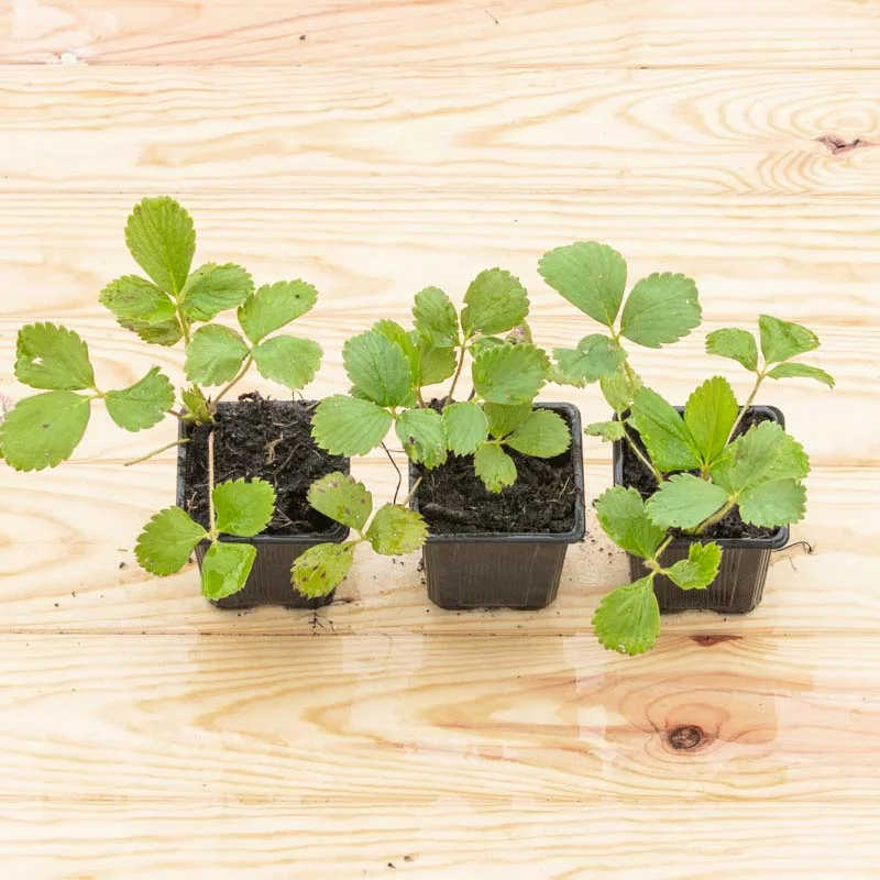 Plants de Fraisiers - Fraisiers "Cirafine" 3 plants bio