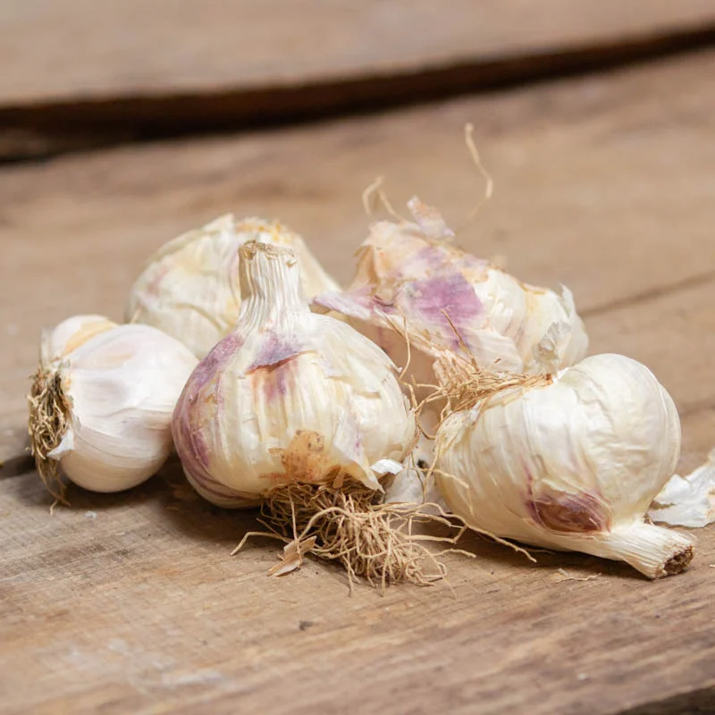 Garlic bulbs - White Garlic Bulbs "Thermidrome" AB - 250 g - Allium sativum