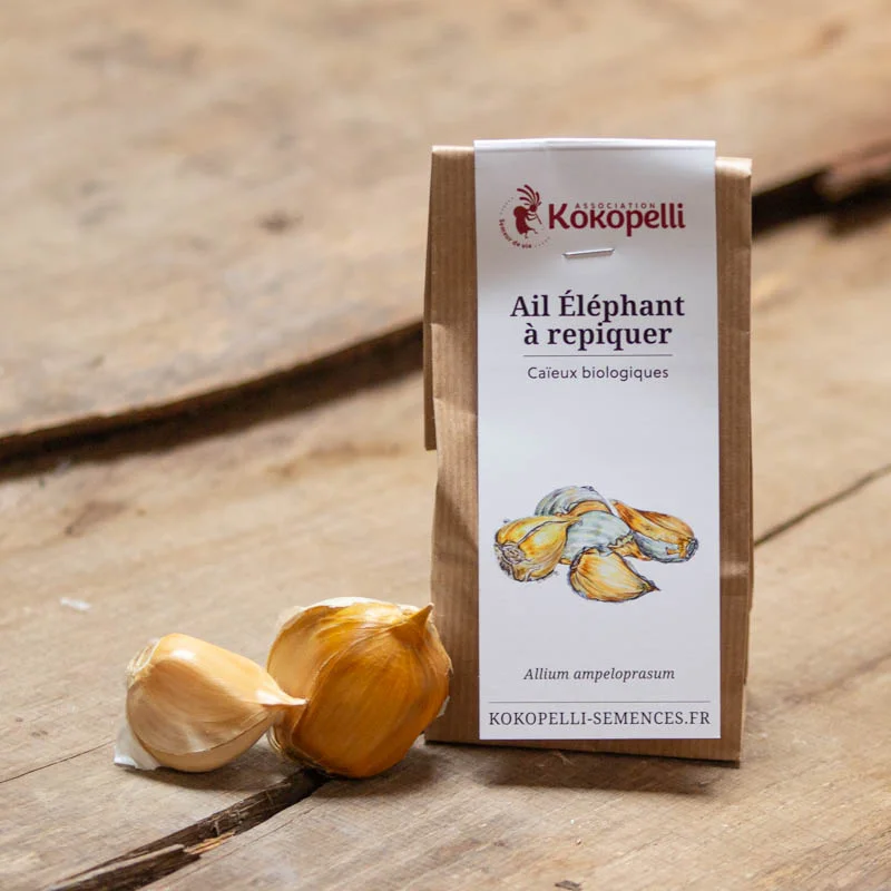 Garlic bulbs - Elephant Garlic bulblets AB - Allium ampeloprasum 2 elephant garlic cloves