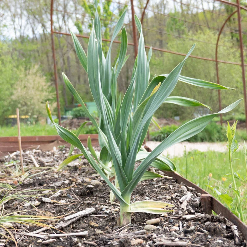 Garlic bulbs - Elephant Garlic bulblets AB - Allium ampeloprasum 2 elephant garlic cloves