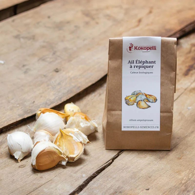 Garlic bulbs - Elephant Garlic bulblets AB - Allium ampeloprasum 10 elephant garlic bulblets