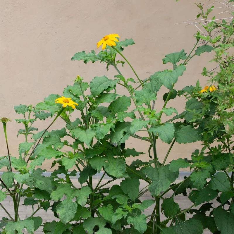 Mexican sunflower - Yellow Torch