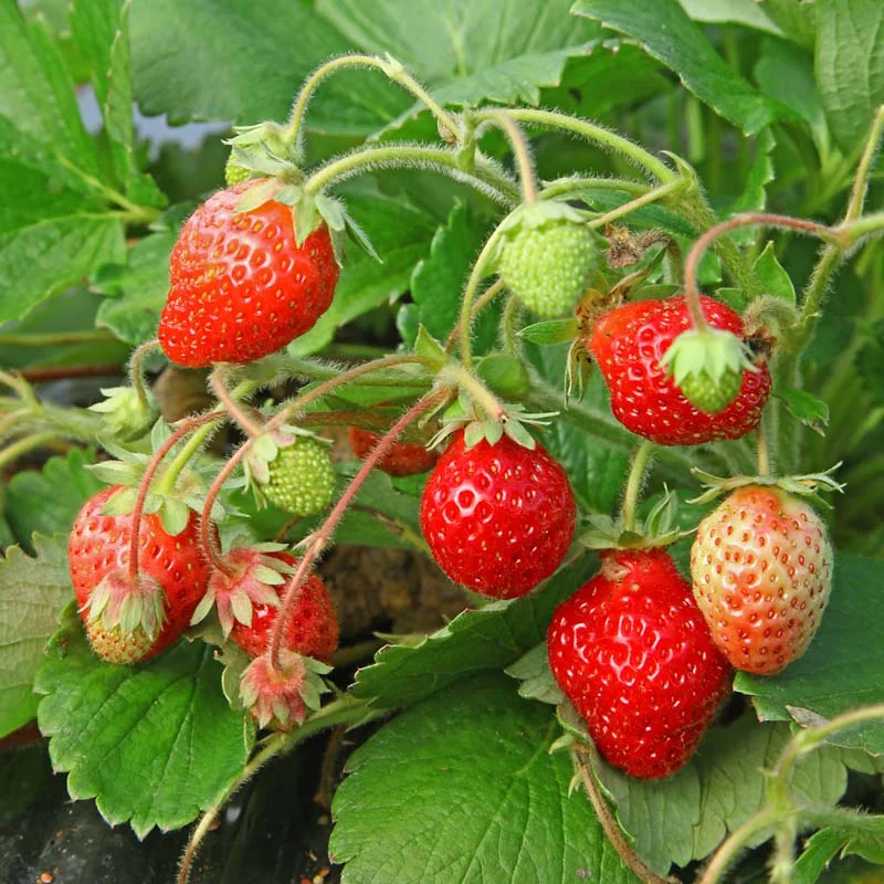 Strawberry plants - Strawberry Cijosée 3 organic plants