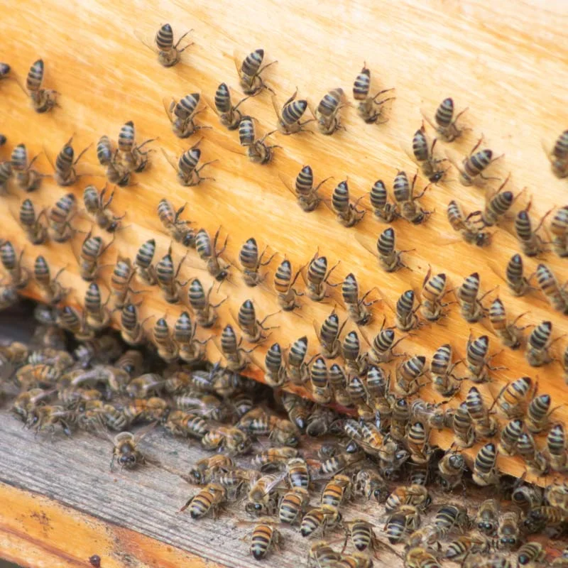Workshops - Workshop - Introduction to beekeeping - 3h Tuesday, July 8, 2025 at 9:30 a.m.