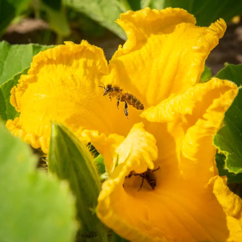 Workshops - Kokopelli workshop - Manual pollination - 3h Workshop - Friday, August 8, 2025 at 9:30 a.m.