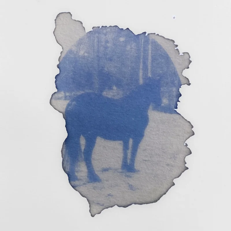 Workshops - Workshop - Anthotype - introduction to plant photography - 3h Workshop - Wednesday, August 20, 2025 at 9:30 a.m.