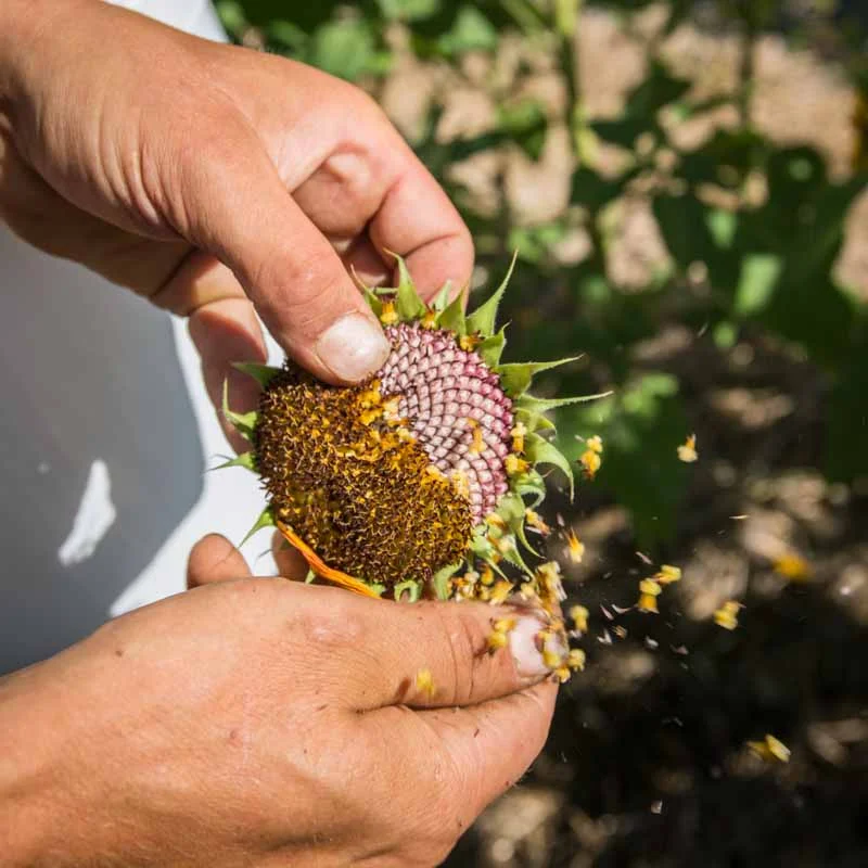 Workshops - Workshop - Harvest your own seeds - 3h Workshop - Friday, October 3, 2025 at 9:30 a.m.