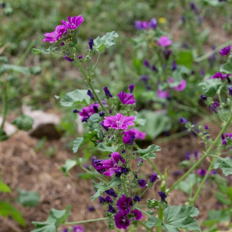 Mallow - Malva sylvestris
