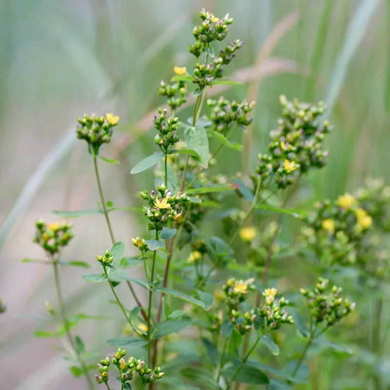 St. John's wort - St John's Wort