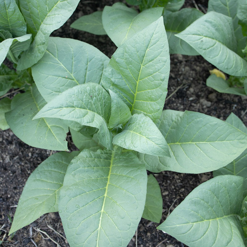 Tobacco - Virginia Bright Leaf