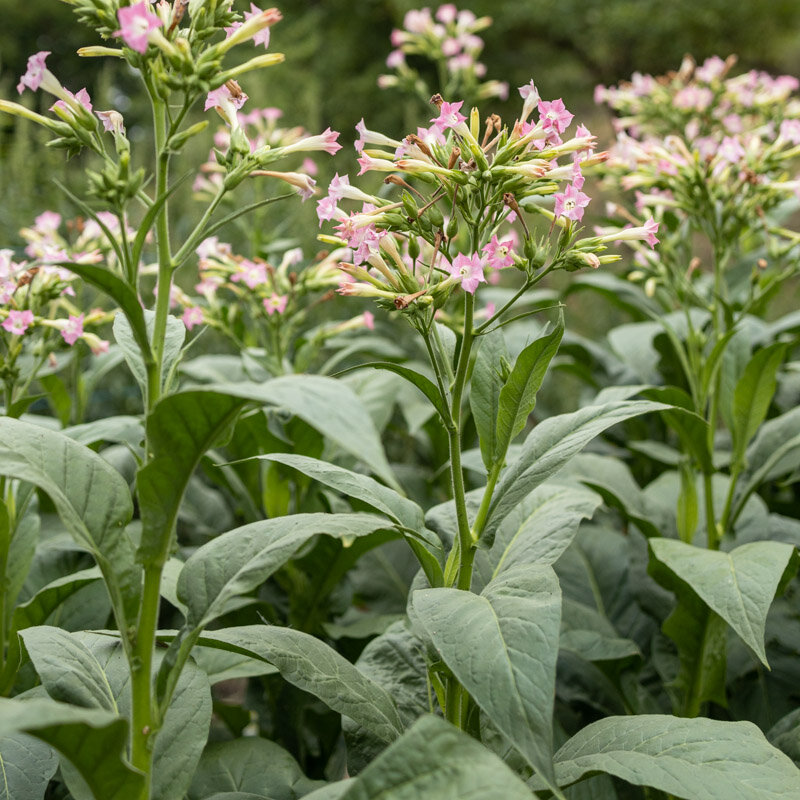 Tobacco - Virginia Bright Leaf