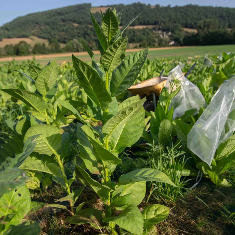 Tobacco - Black Sea Samsun