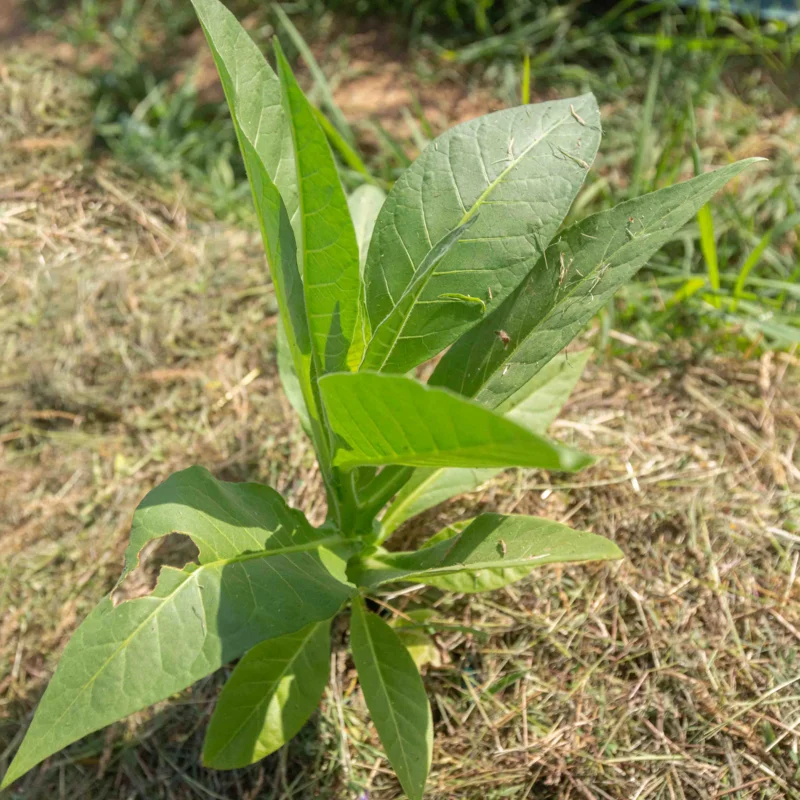 Tobacco - Celikhan