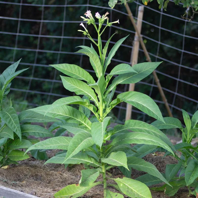 Tobacco - Ohio Dutch