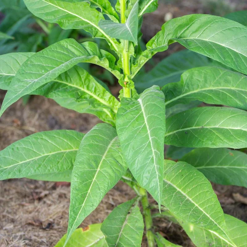 Tobacco - Ohio Dutch