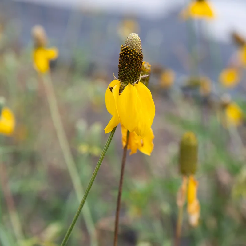 Ratibida - Yellow Prairie
