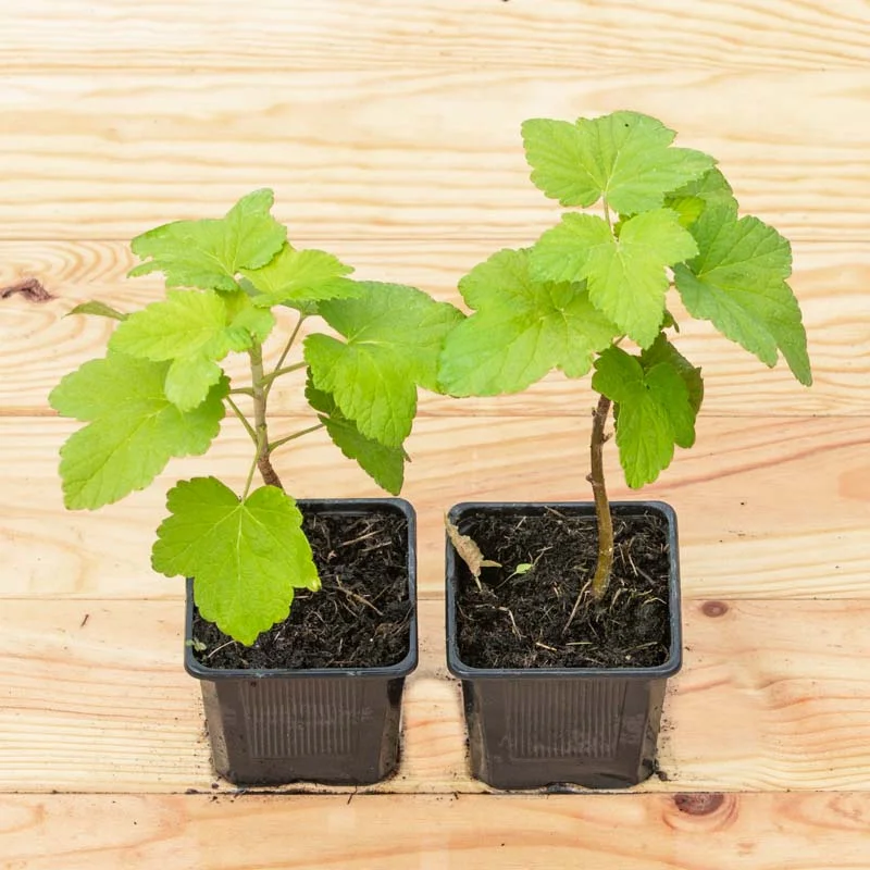 Currants - Blackcurrant "Ojeblanc" 2 organic plants