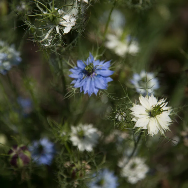 Nigella - Mixed Colors