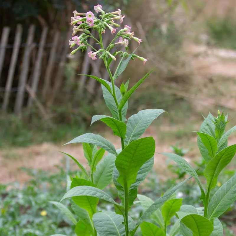 Tobacco - Prilep