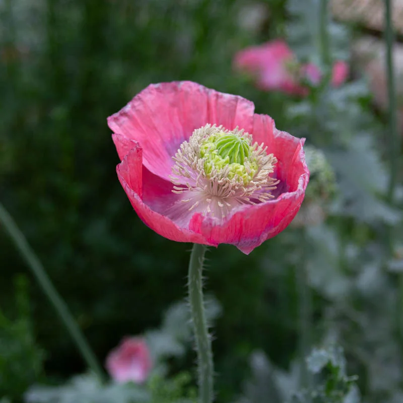 Poppies - Hens And Chicks