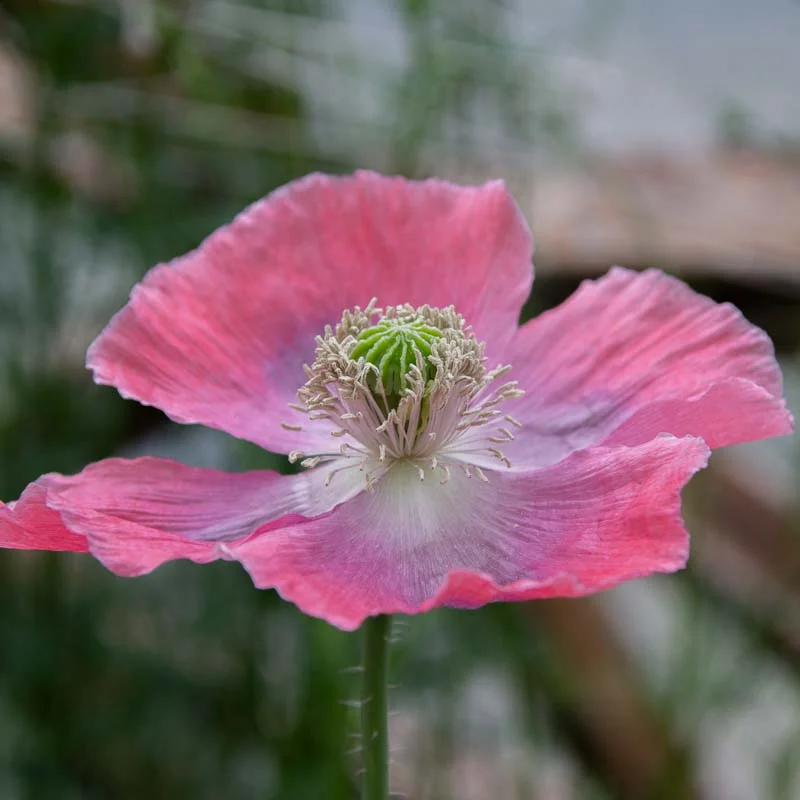 Poppies - Hens And Chicks