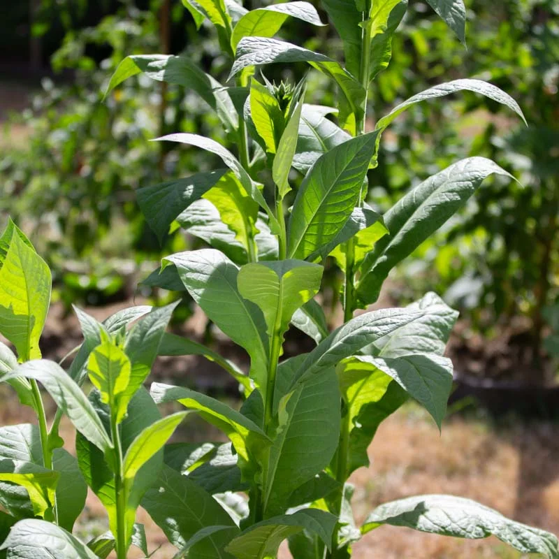 Tobacco - Rejina