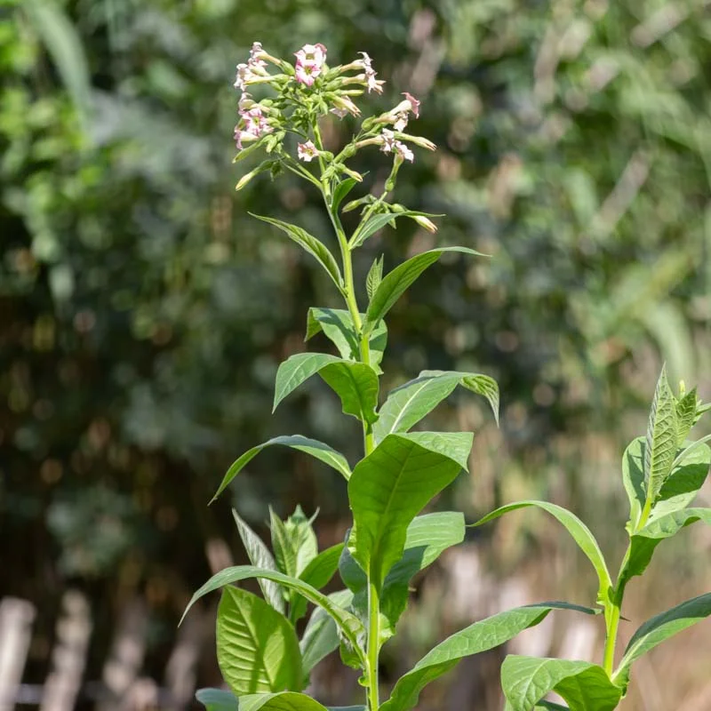 Tobacco - Rejina