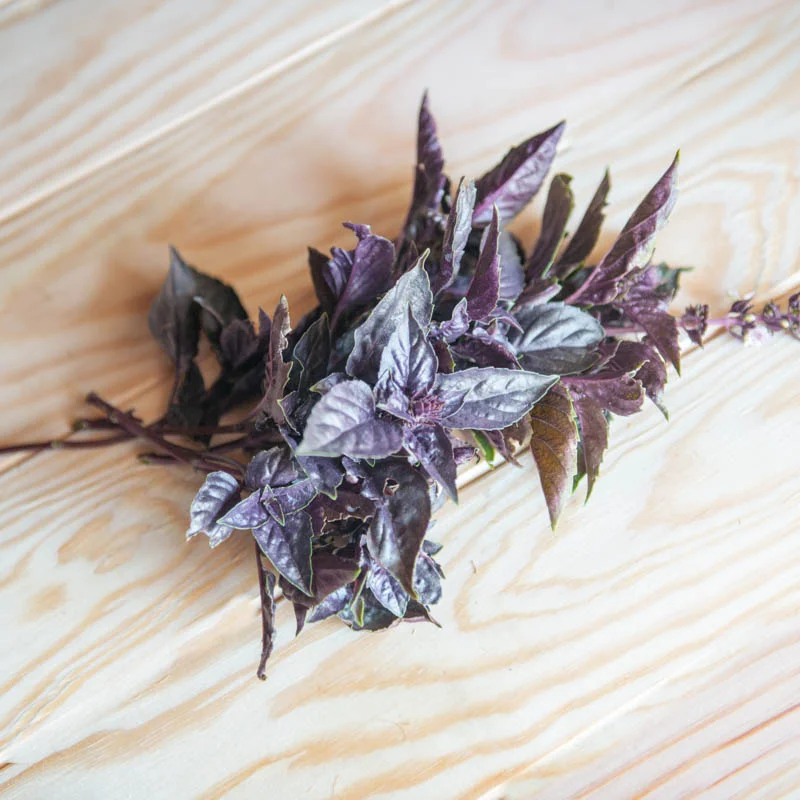 Basil Tulsis - Tulsi Krishna with Purple Leaves