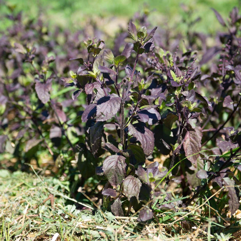 Basil Tulsis - Tulsi Krishna with Purple Leaves