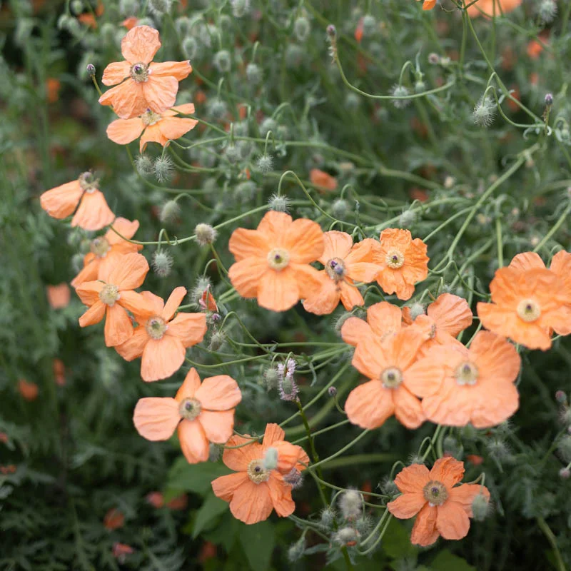 Poppies - Papaver triniifolium