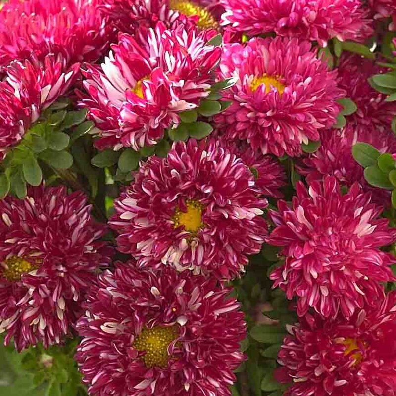Asters de Chine - Matsumoto Red Stripe