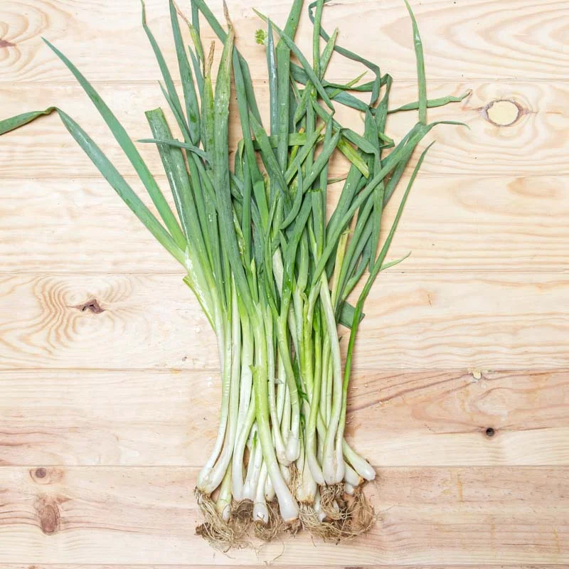 Welsh onion - Kyoto Kujo Negi