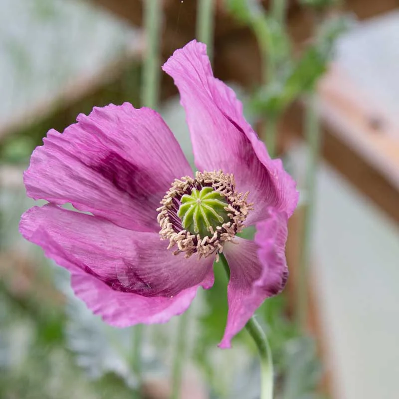 Heirloom Zahir Poppies Organic Seeds