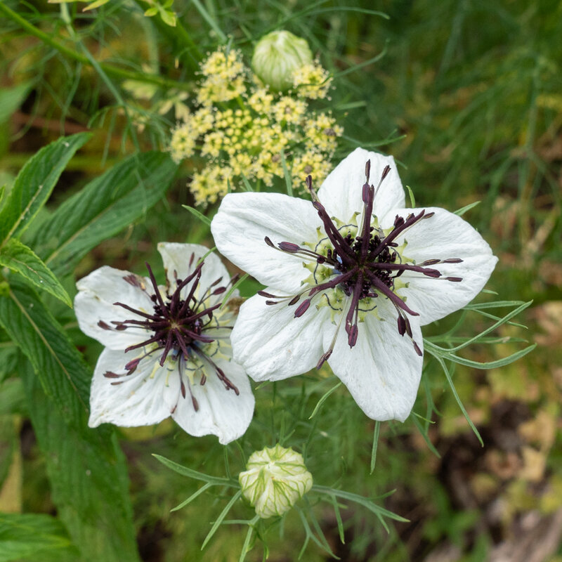 Nigella - African Bride