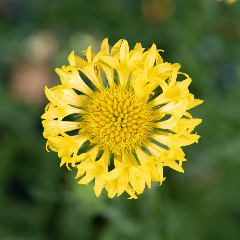 Gaillarde - Sundance