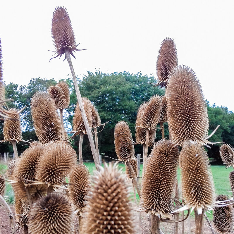 Cardères - Dipsacus fullonum