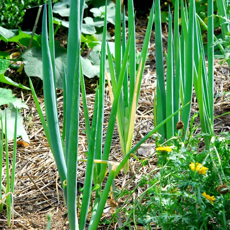 Welsh onion - Ishikura
