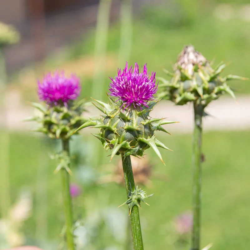 Thistle - Milk thistle
