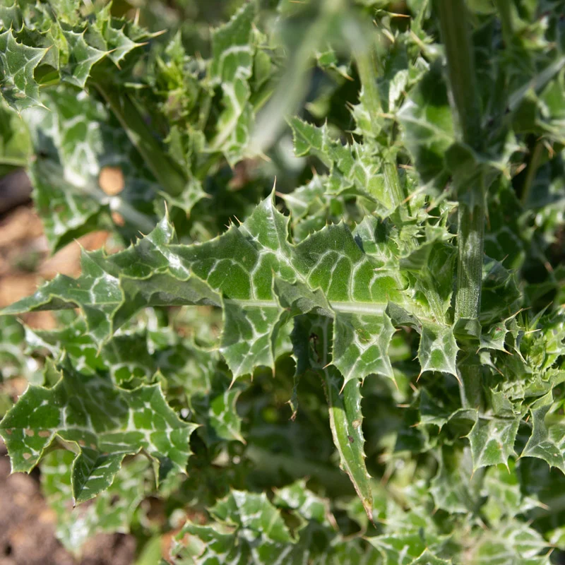 Thistle - Milk thistle