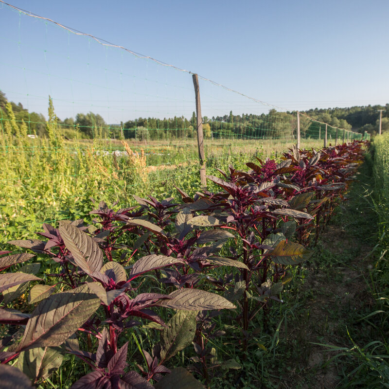 Leafy Amaranth - Hopi Red Dye