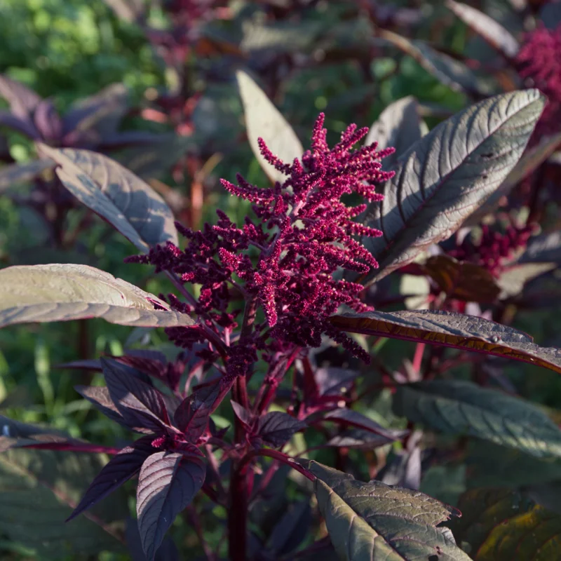 Leafy Amaranth - Hopi Red Dye