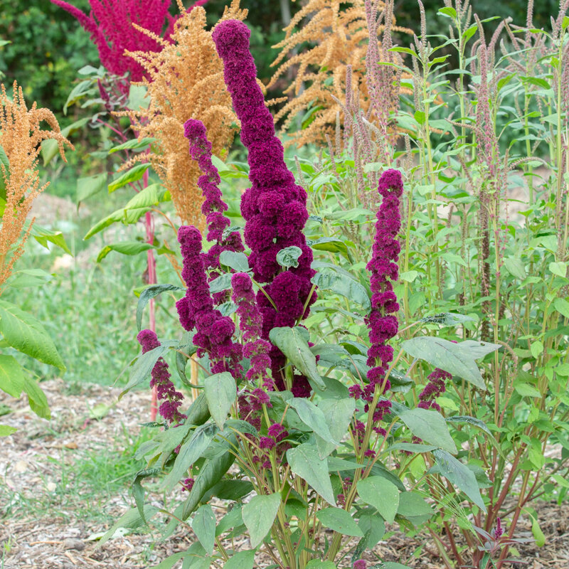 Leafy Amaranth - Elephant head